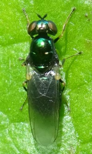 Réf. 354 693 : Microchrysa polita